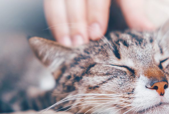 ペットと一緒にお墓に入れる？