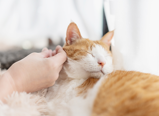 「最期も一緒に」大切なペットと眠れる場所を探して